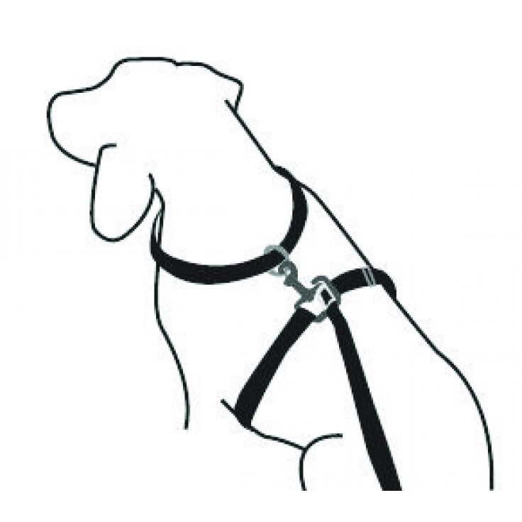 Thunder leash hot sale for dogs