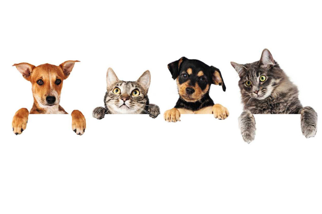 Everything You Need To Know About Online Pet Shop